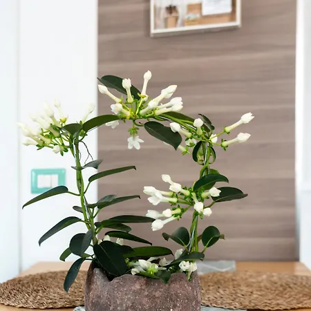 דירה Terra Mia In Terrazza פומפיי